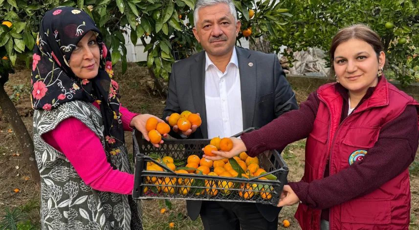 Ordu’da narenciye hasadı başladı