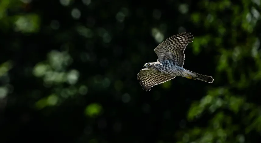 Macahel Yaylası göçmen kuşlara ev sahipliği yapıyor