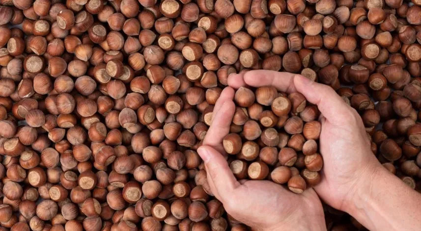 Türkiye, fındık ihracat sezonunun ilk üç ayında 547 milyon doları aşkın gelir sağladı