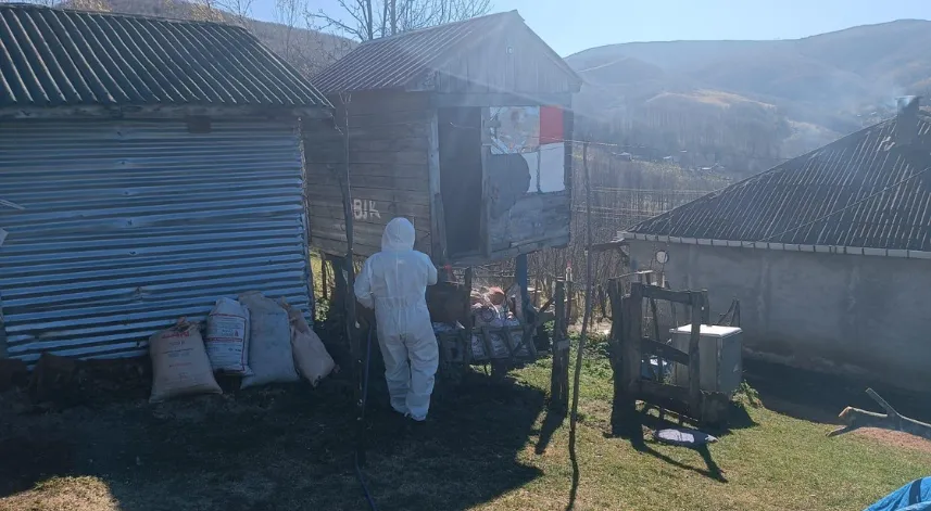 Ordu’da kahverengi kokarcayla mücadele için 50 bin kışlak ilaçlandı