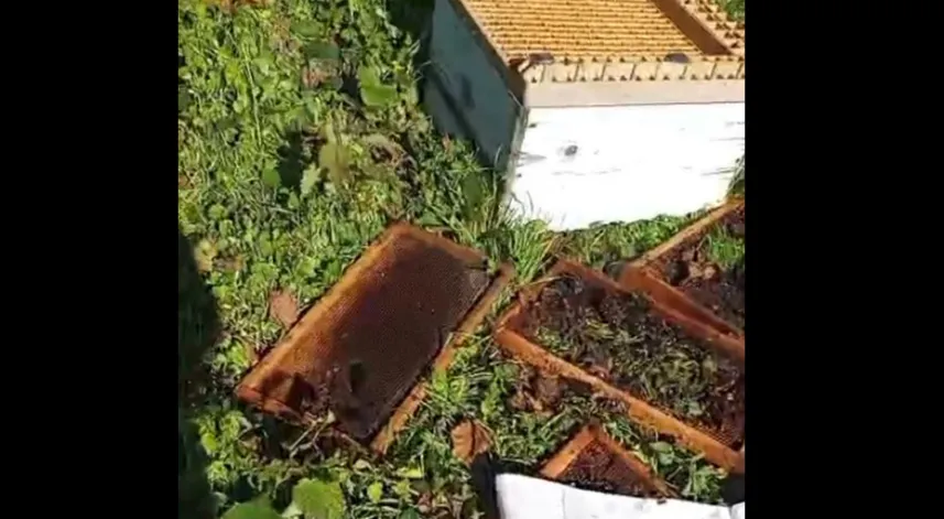 Ayı, arı kovanlarını parçaladı