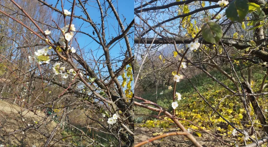 Erik ağacı Aralık ayında çiçek açtı
