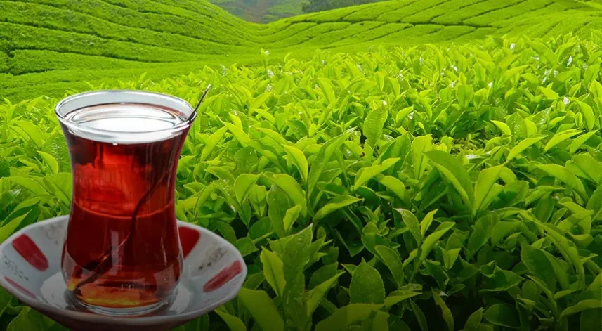 Rize Ziraat Odası Başkanı Arslan: “Boyalı Çay Türkiye Çay Piyasasını Tehdit Ediyor