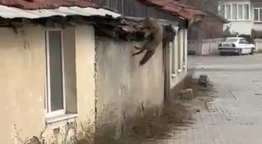 Köpek seslerini duyan tilkinin yaşadığı panik kamerada