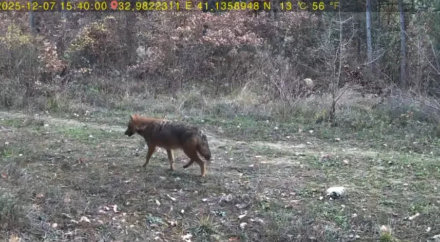 Ormanda dolaşan vaşak ile kurt fotokapana yansıdı