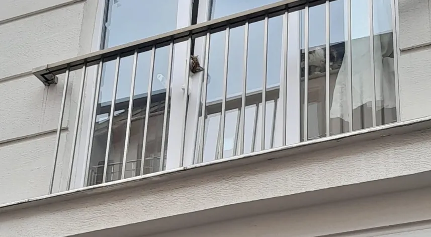 Başı pencereye sıkışan kedi için kurtarma operasyonu