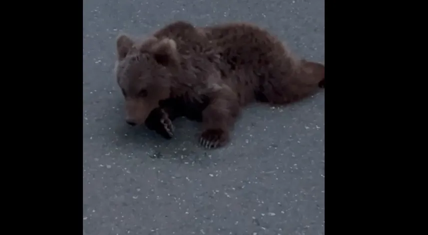 Yolda yaralı bulunan bozayı tedaviye alındı