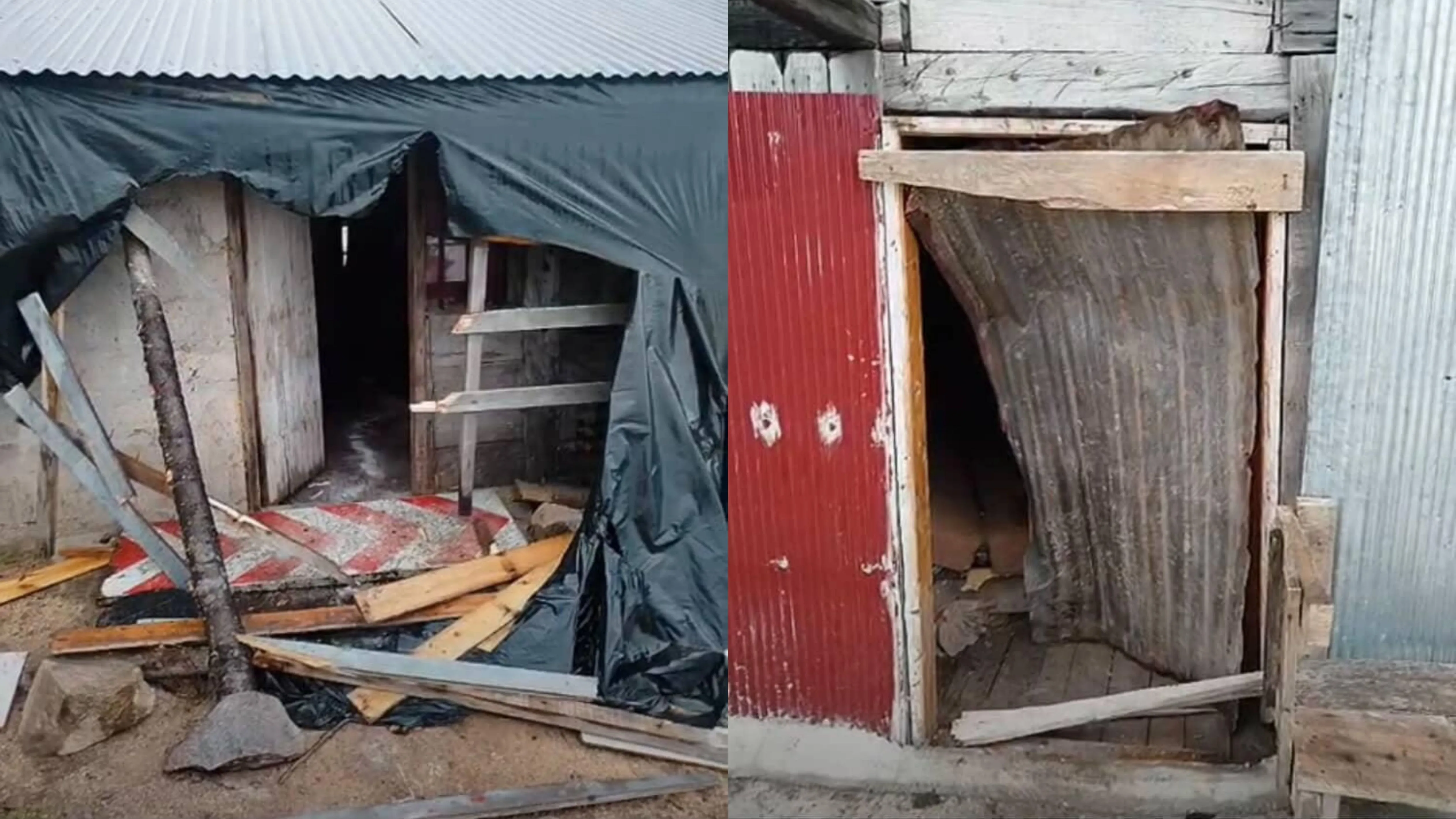 Rize'de aç kalan ayılar girdikleri evleri talan etti