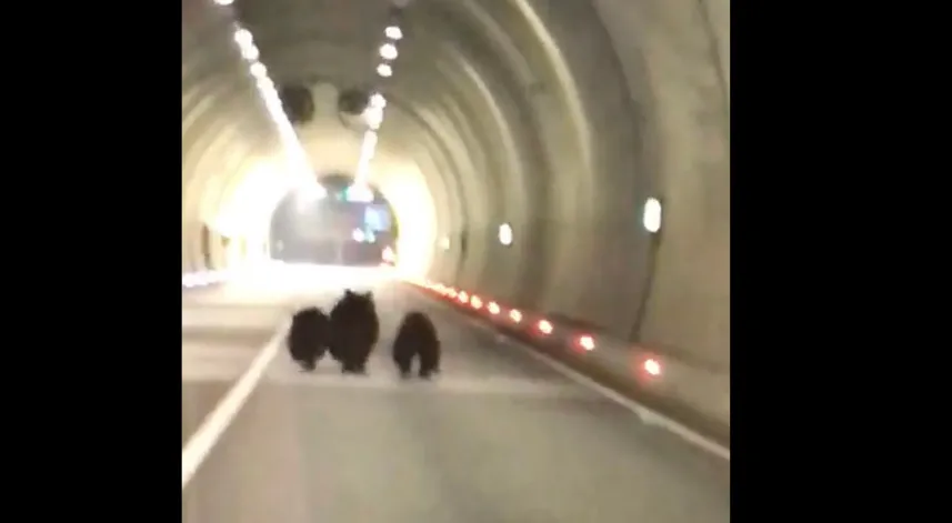 Tünele giren bozayı ile 2 yavrusu kamerada