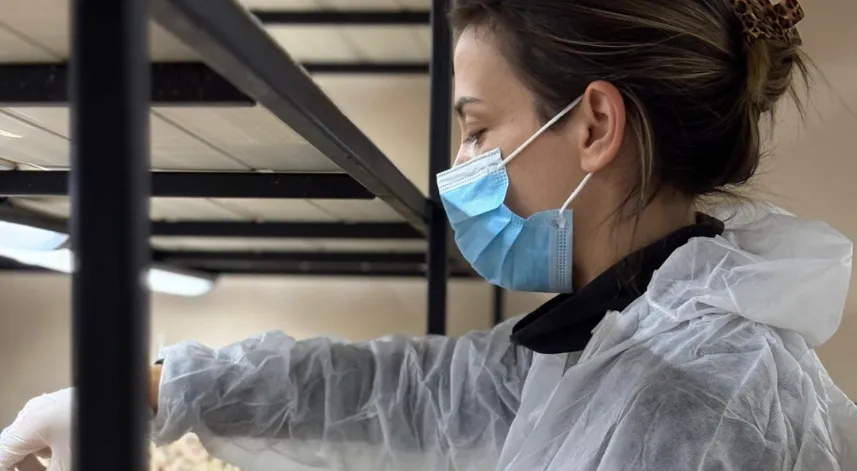 Mesleğinden vazgeçip, safran üretimine başladı; gramı 700 TL