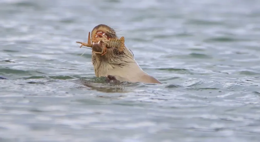 Su samuru, Bostancılar Göleti'nde görüntülendi