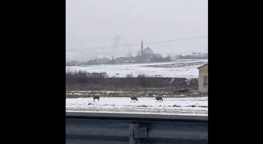 Aç kalan kurt sürüsü şehir merkezine indi