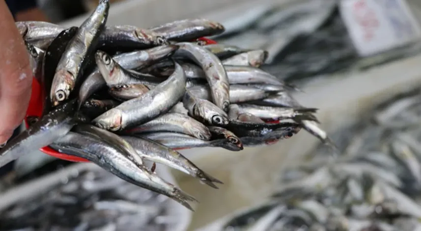 İğneada açıklarında hamsi bolluğu yaşanıyor