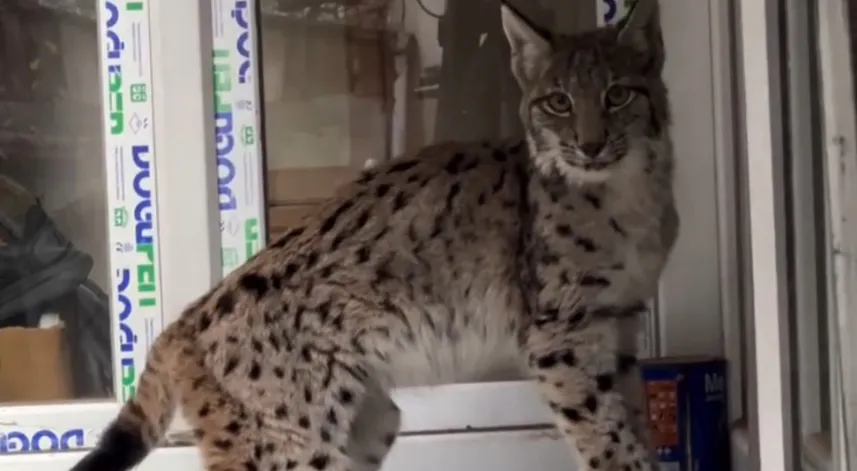 Yolunu şaşıran vaşak Torul ilçe merkezine indi