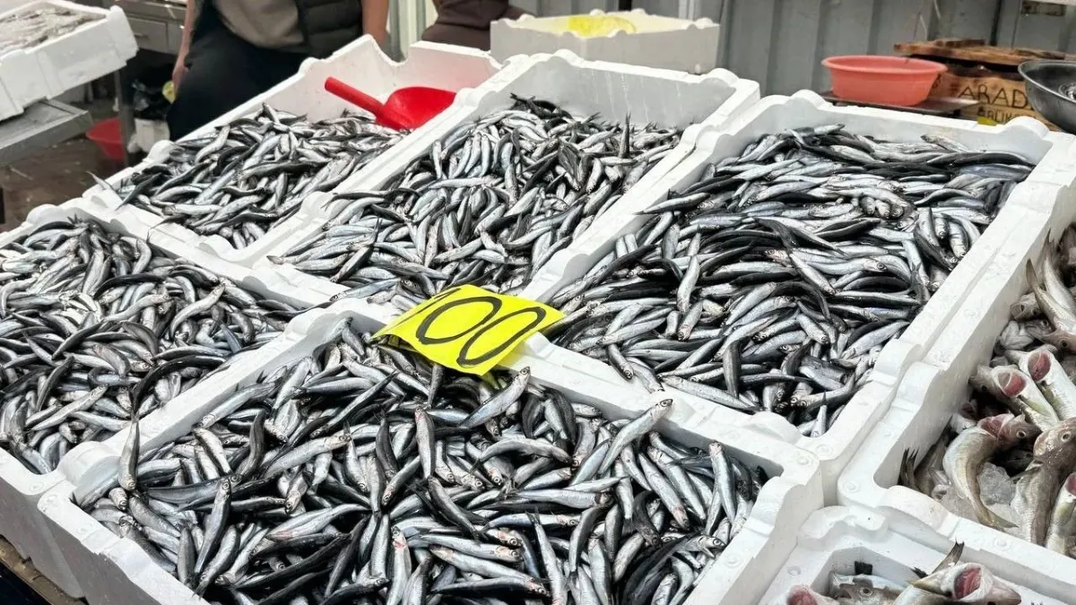 Rize’de Hamsi Tezgahlarda 100 Liradan Alıcı Buluyor