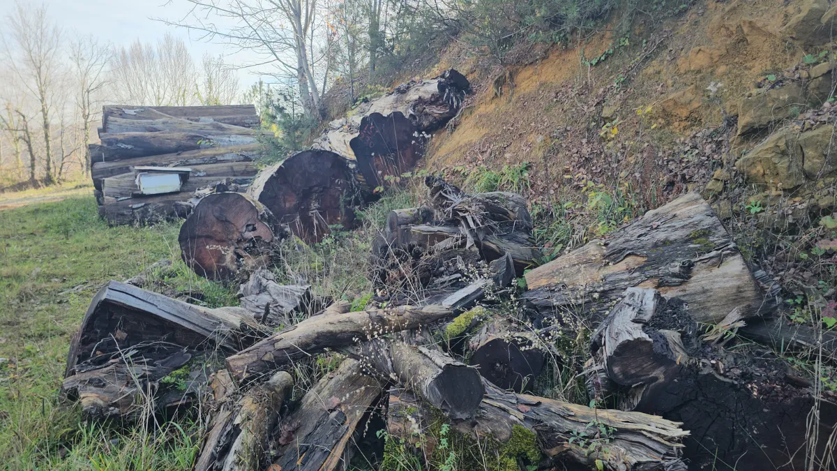 Kesilen 1183 yaşındaki porsuk ağacı, odun olmaktan kurtarıldı; İstanbul'da müzede sergilenecek