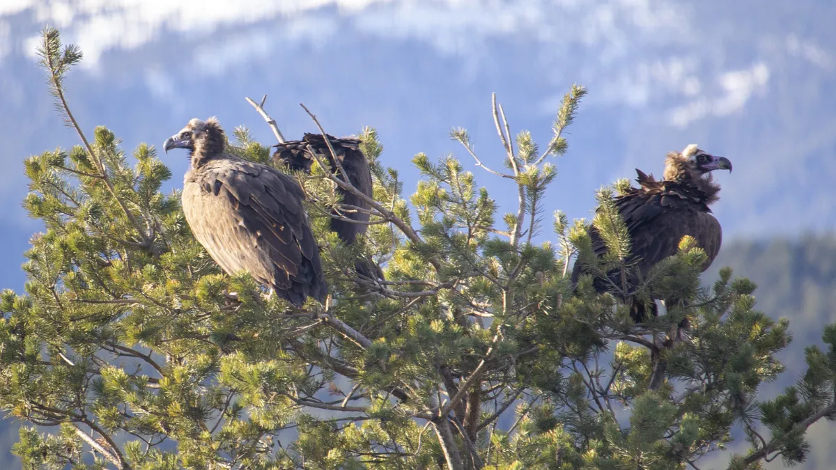 Akbabaların izi Bolu'daki istasyonda sürülüyor