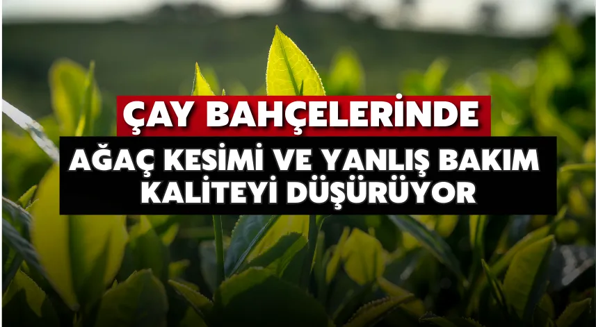 Çay Bahçelerinde Ağaç Kesimi ve Yanlış Bakım Kaliteyi Düşürüyor