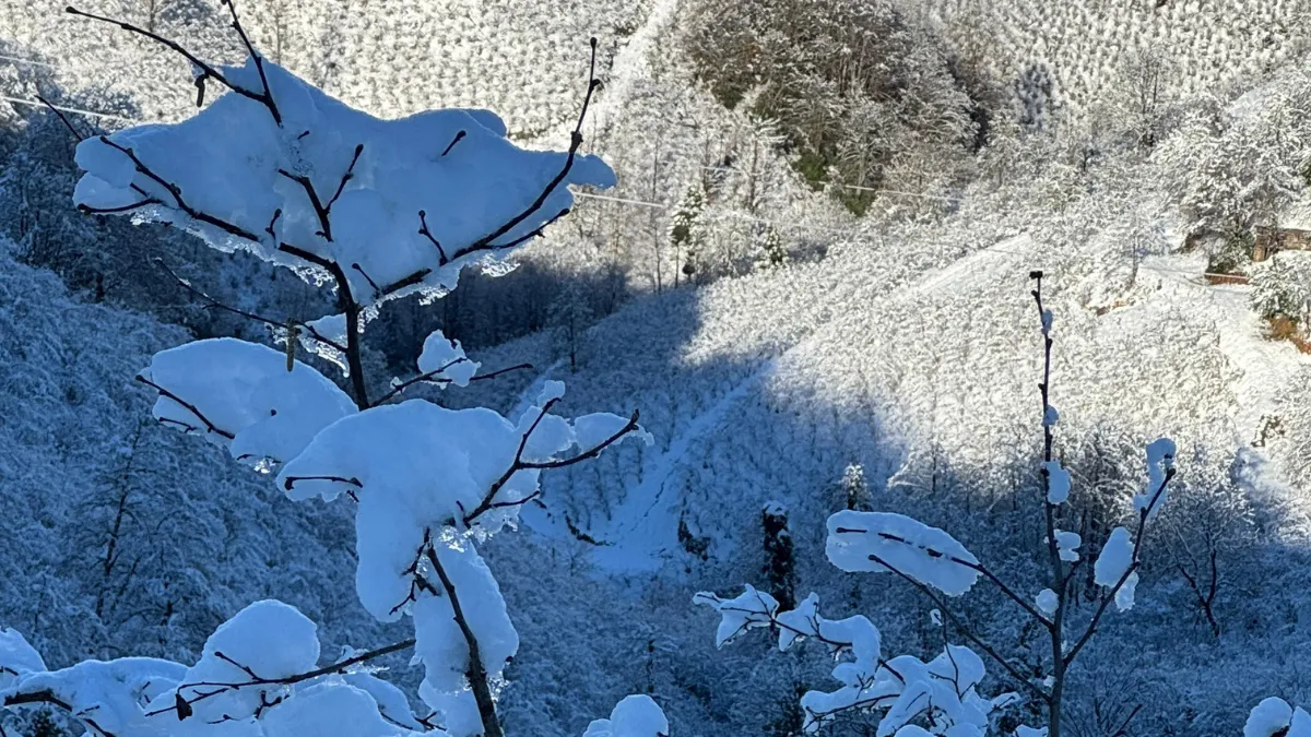 ‘Yüksek kesimlerdeki kar yağışı fındığa yaradı