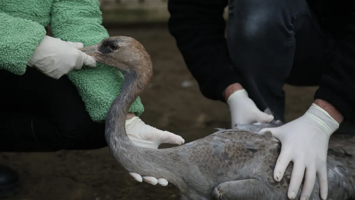 Yaralı turna yavrusu Kızılırmak Deltası'nda tedavi altına alındı