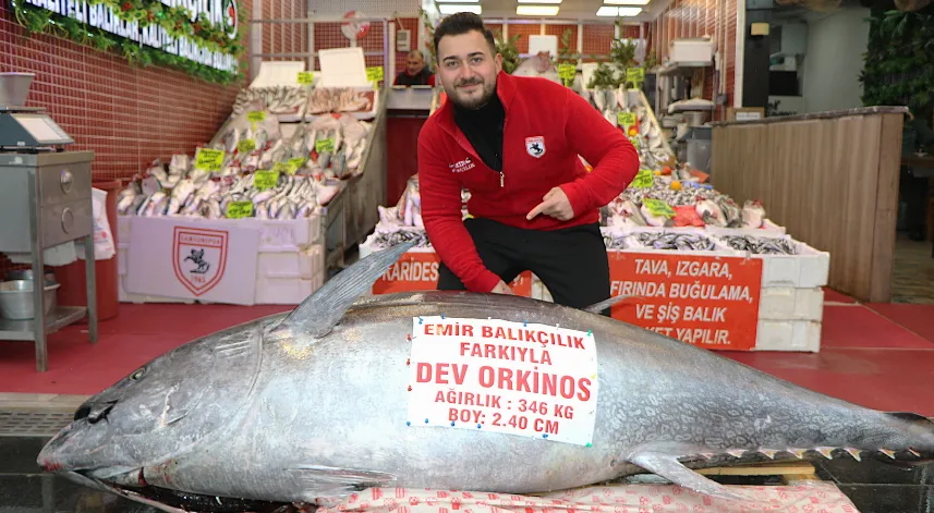Düzce’de avlanan 346 kiloluk orkinos, Samsun’da satışa çıkarıldı