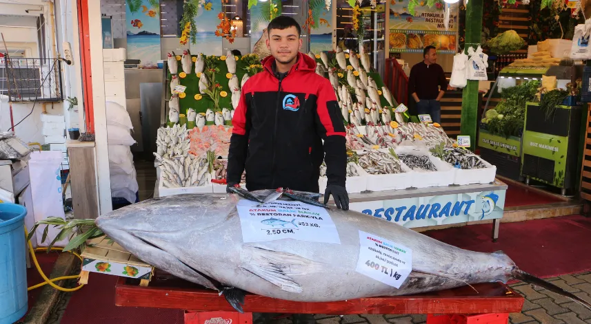 Düzce açıklarında bir gün sonra bu kez de 353 kiloluk orkinos yakalandı