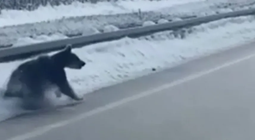 Artvin'de kara yoluna inen ayılar görüntülendi