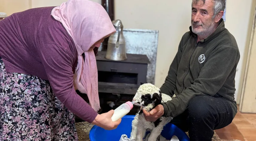 1 haftalık kuzuya evde bebek gibi bakıyorlar