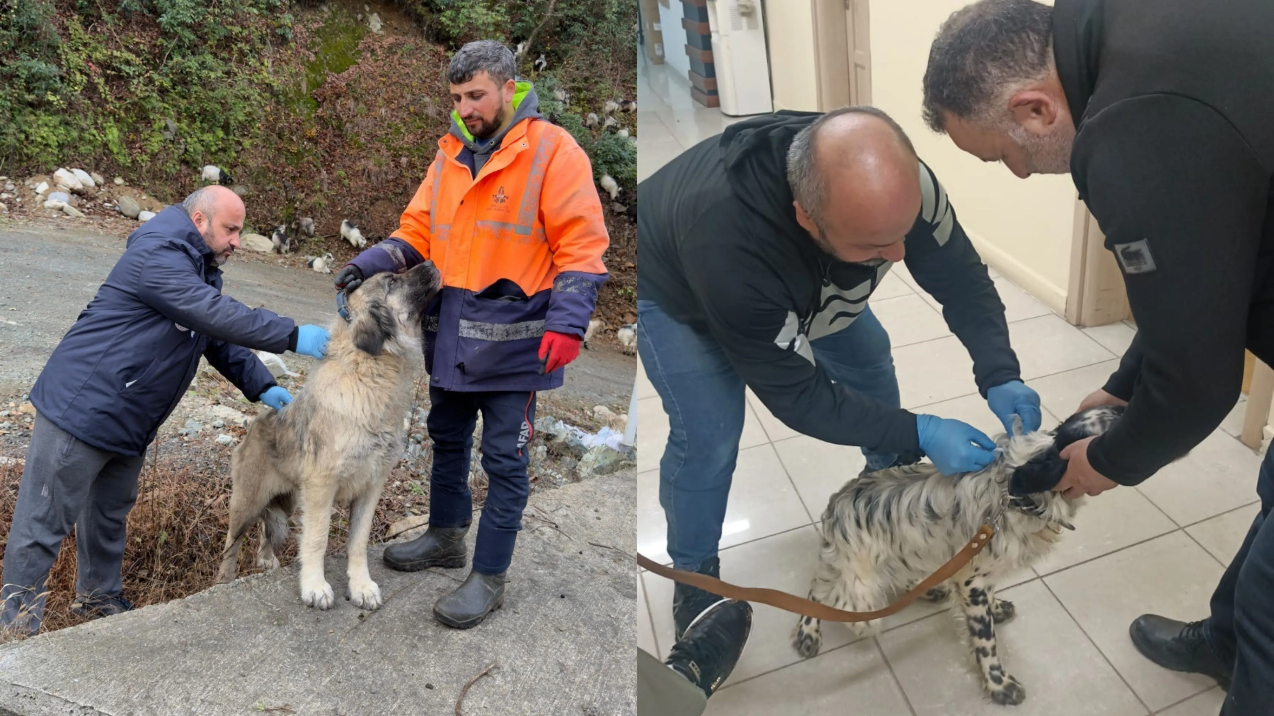 Rize'de 7 bine yakın ev hayvanı kimliklendirildi