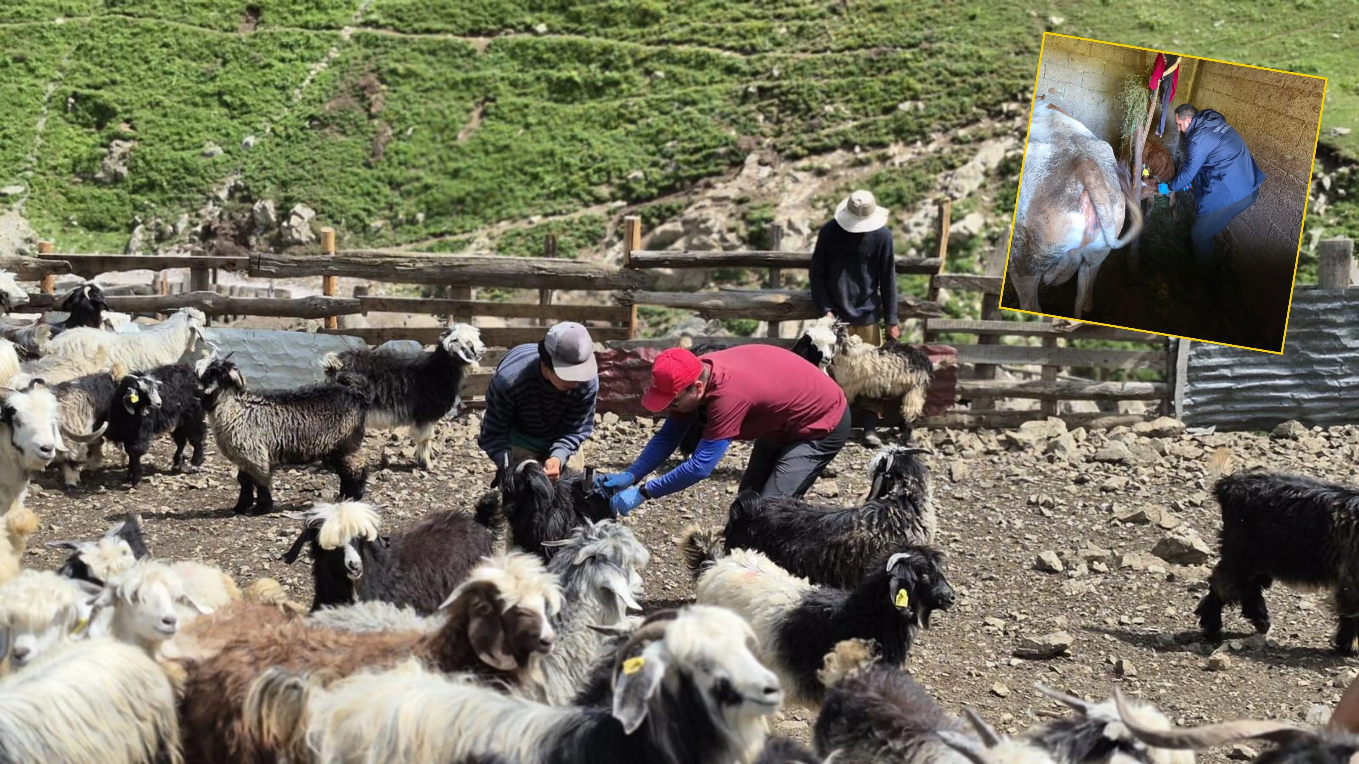 Rize'de 18 bin 659 büyükbaş hayvana şap aşısı yapıldı