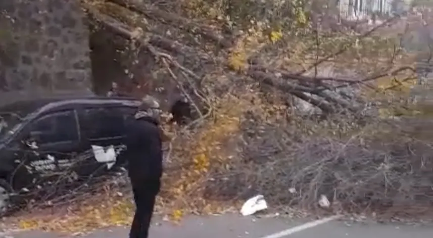 Samsun'da fırtına; ağaçlar devrildi