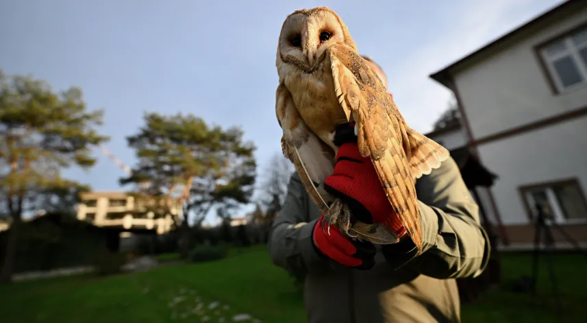 Yaralı kızıl şahin ve soğukta bitkin düşen peçeli baykuş Doğa Koruma'ya emanet