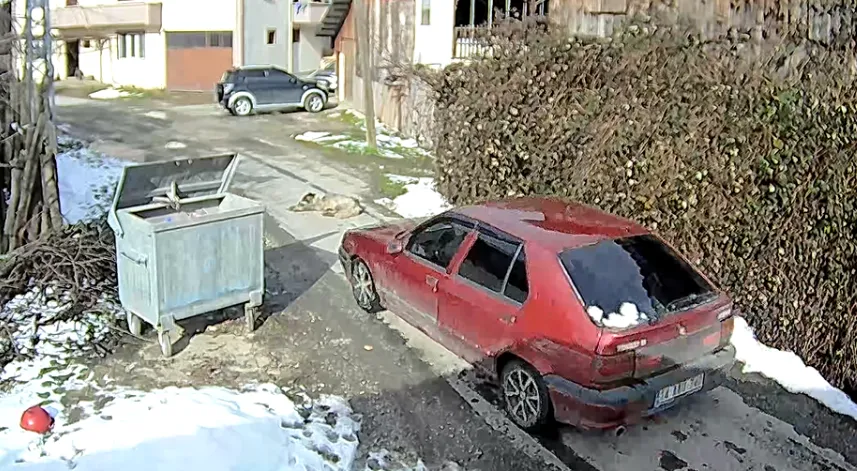 Yolda yatarken otomobilin ezdiği köpeğin, daha önce tüfekle de vurulduğu ortaya çıktı