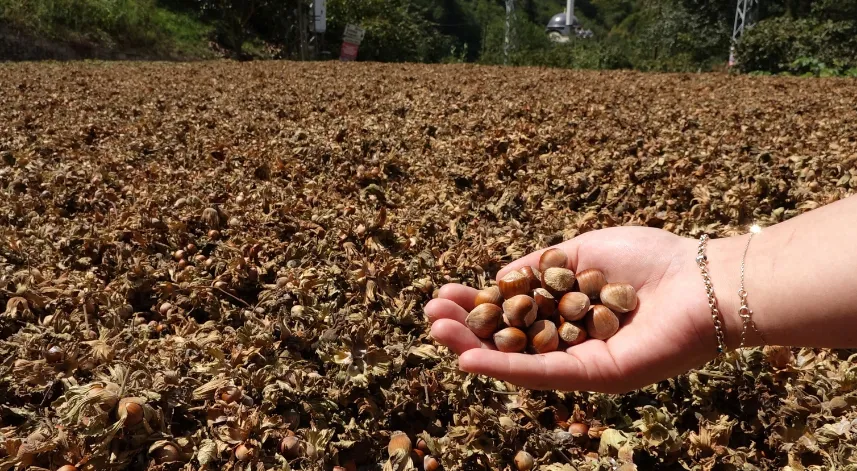 Giresun Ziraat Odası Başkanı: Fındık fiyatında ilerleme kaydedecek