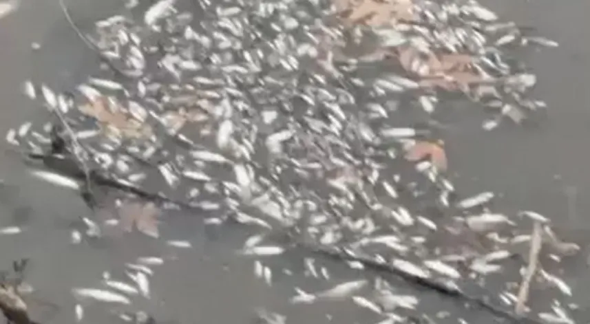 Yeşilırmak'ta balık ölümleri görüldü
