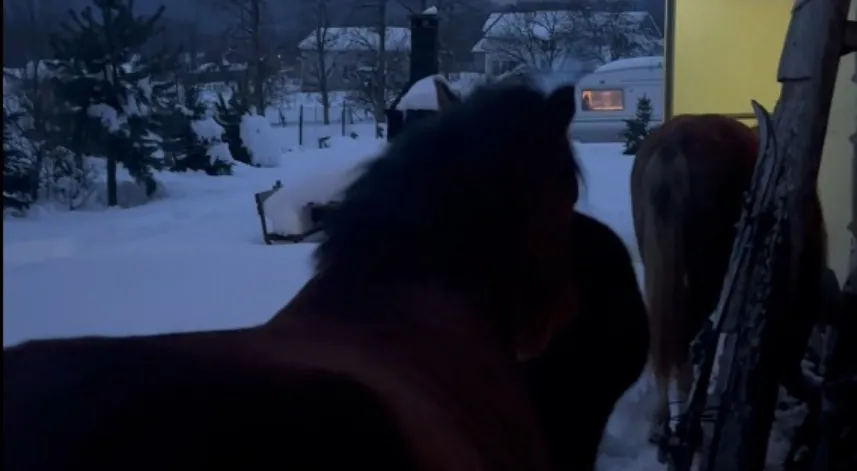 Karla kaplı yaylada aç kalan yılkı atları evlerin bahçelerine girdi