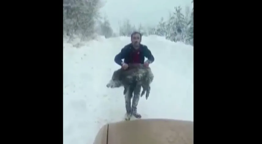 Yavru domuzu elleriyle yakalayan kişiye 15 bin lira ceza