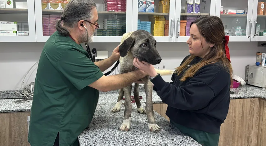 Ordu’da 10 gün içerisinde 3 sokak köpeği ‘domuz kurşunu’ ile vuruldu