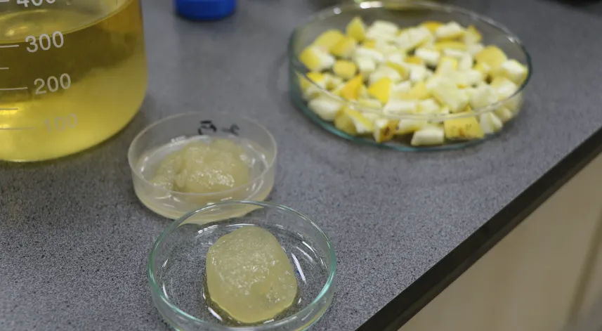 Ağaç kavunu kabuğundan ‘süper emici hidrojel’ geliştirdiler