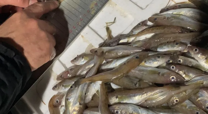 Samsun'da yasal boy sınırının altında 3 ton mezgit ele geçirildi