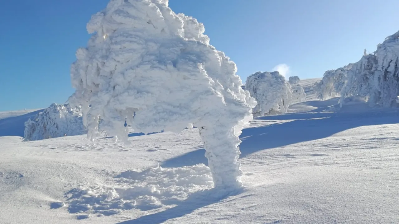 Karla kaplı yaylada ağaçlar buz tuttu