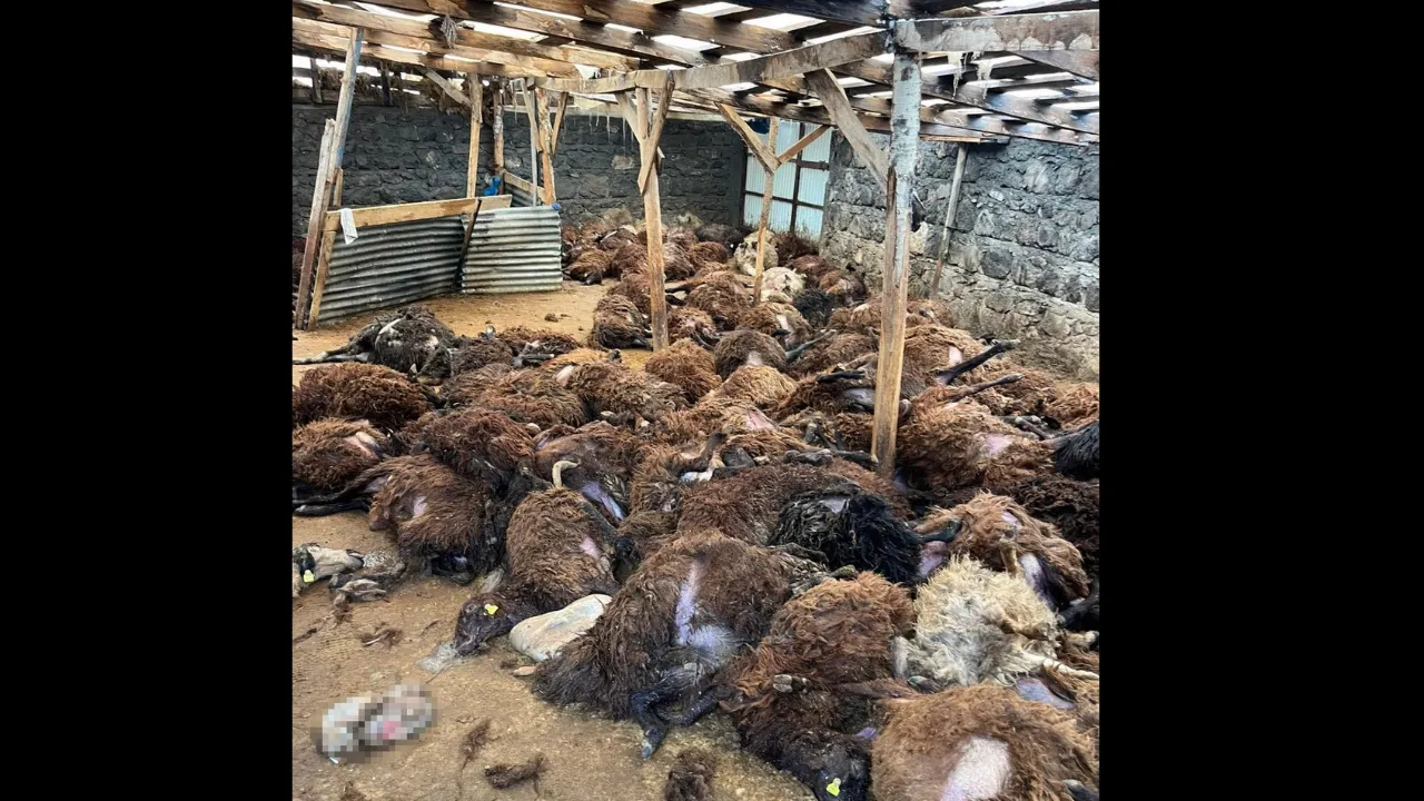 Kars’ta kurt dehşeti: Aç kurtlar 130 koyunu telef etti