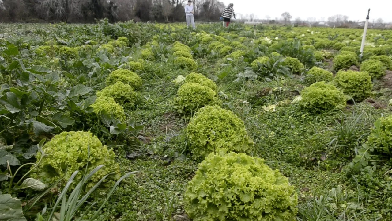 Bafra Ovası'nda 570 dekar alanda marul üretimi