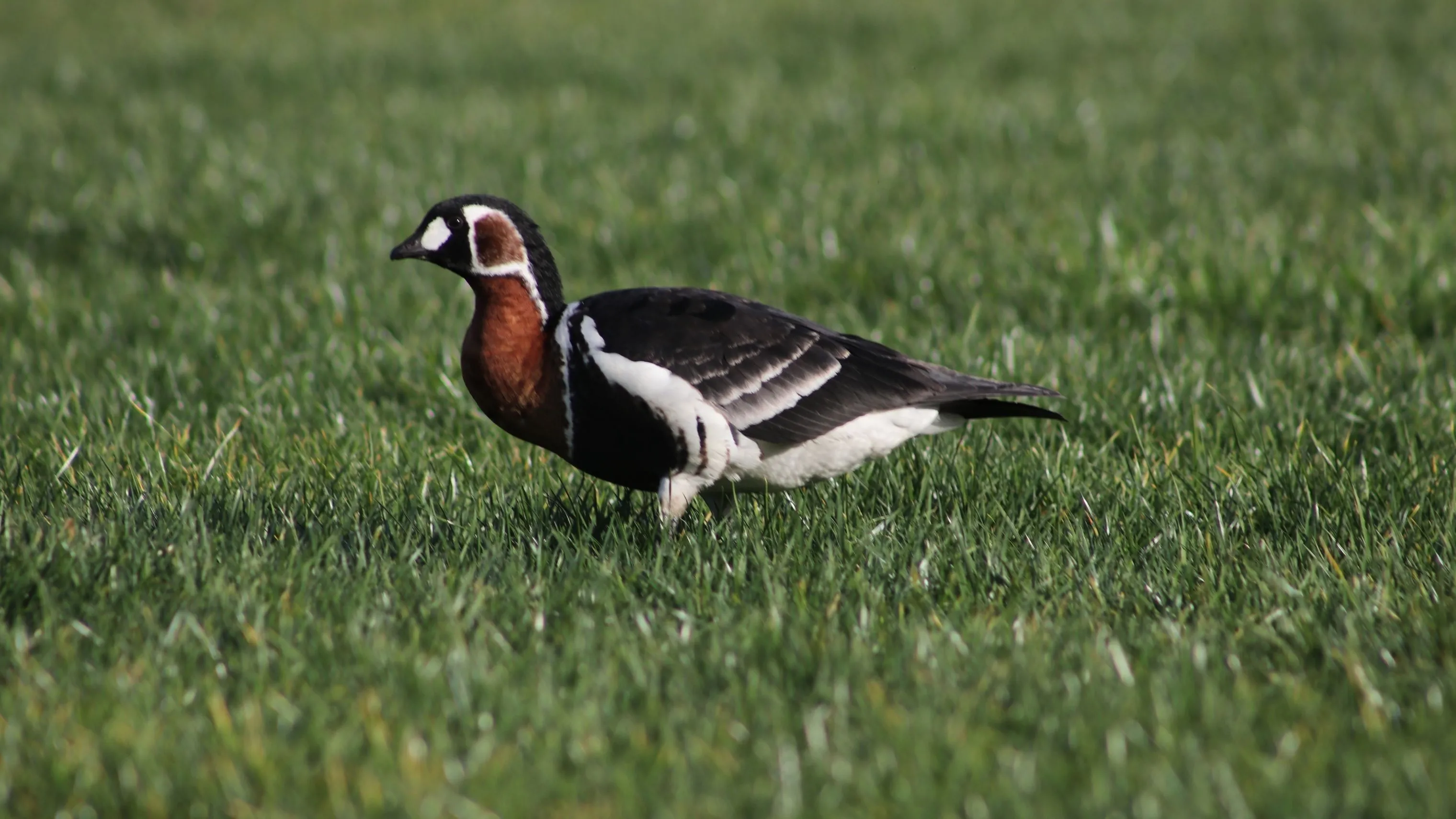 Rize'de Sibirya kazı görüntülendi