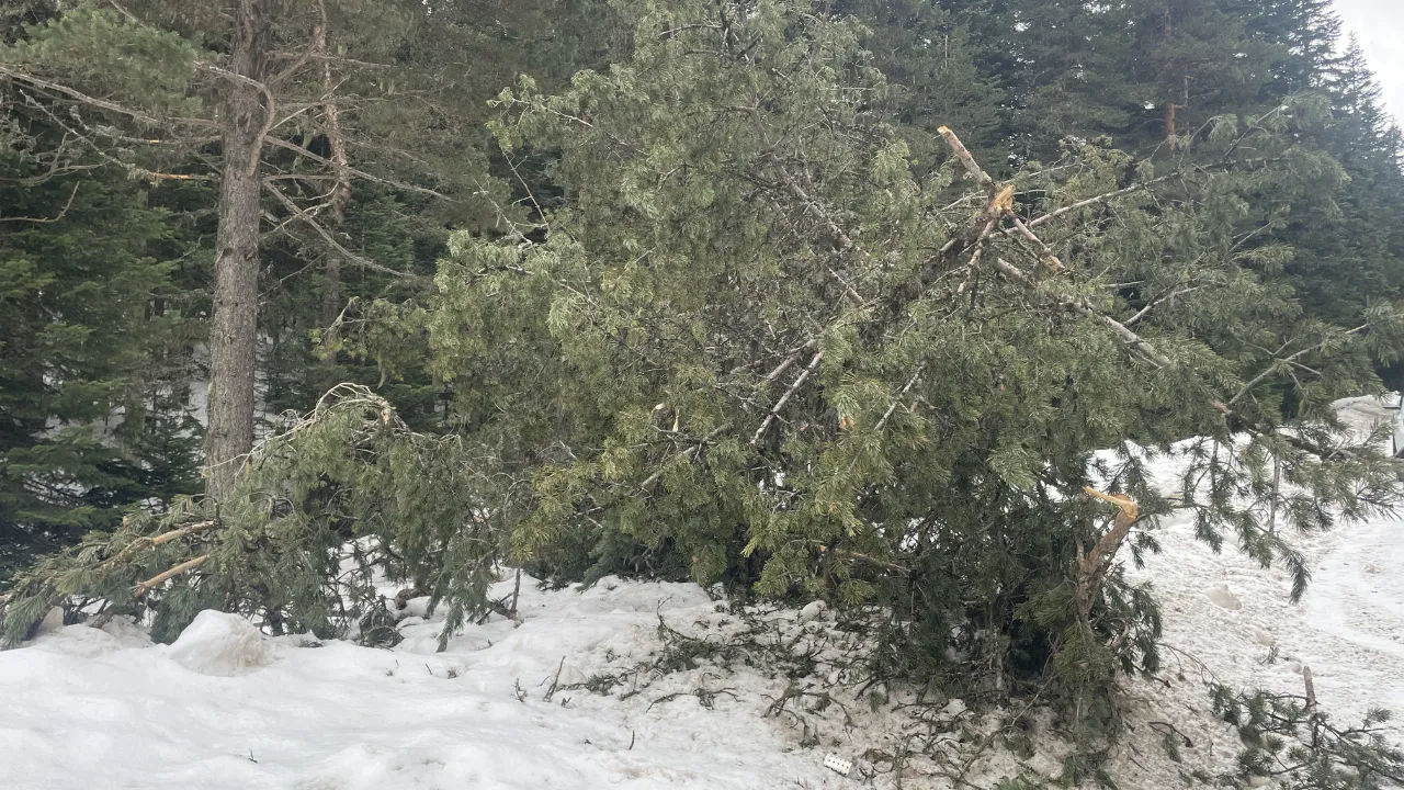 Bolu’da rüzgar ve eriyen kar çam ağaçlarını devirdi
