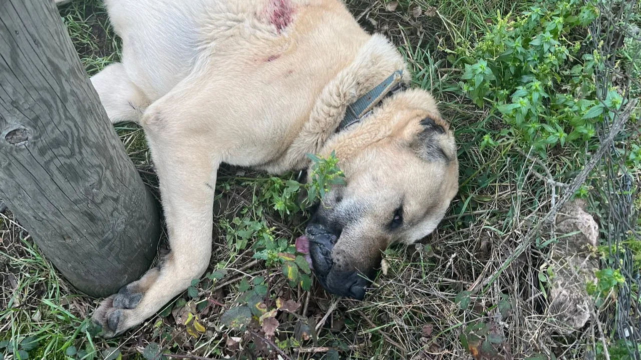 Kangal köpeği tüfekle vurularak öldürüldü: 1 gözaltı