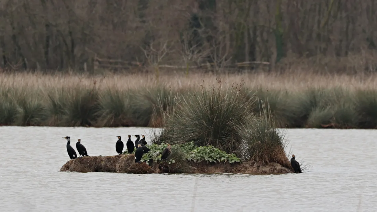 Kızılırmak Deltası zengin biyoçeşitliliği ile farklı türlere ev sahipliği yapıyor