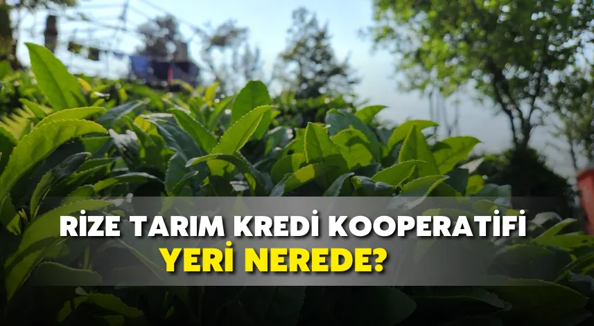 Rize Tarım Kredi Kooperatifi Yeri Nerede?