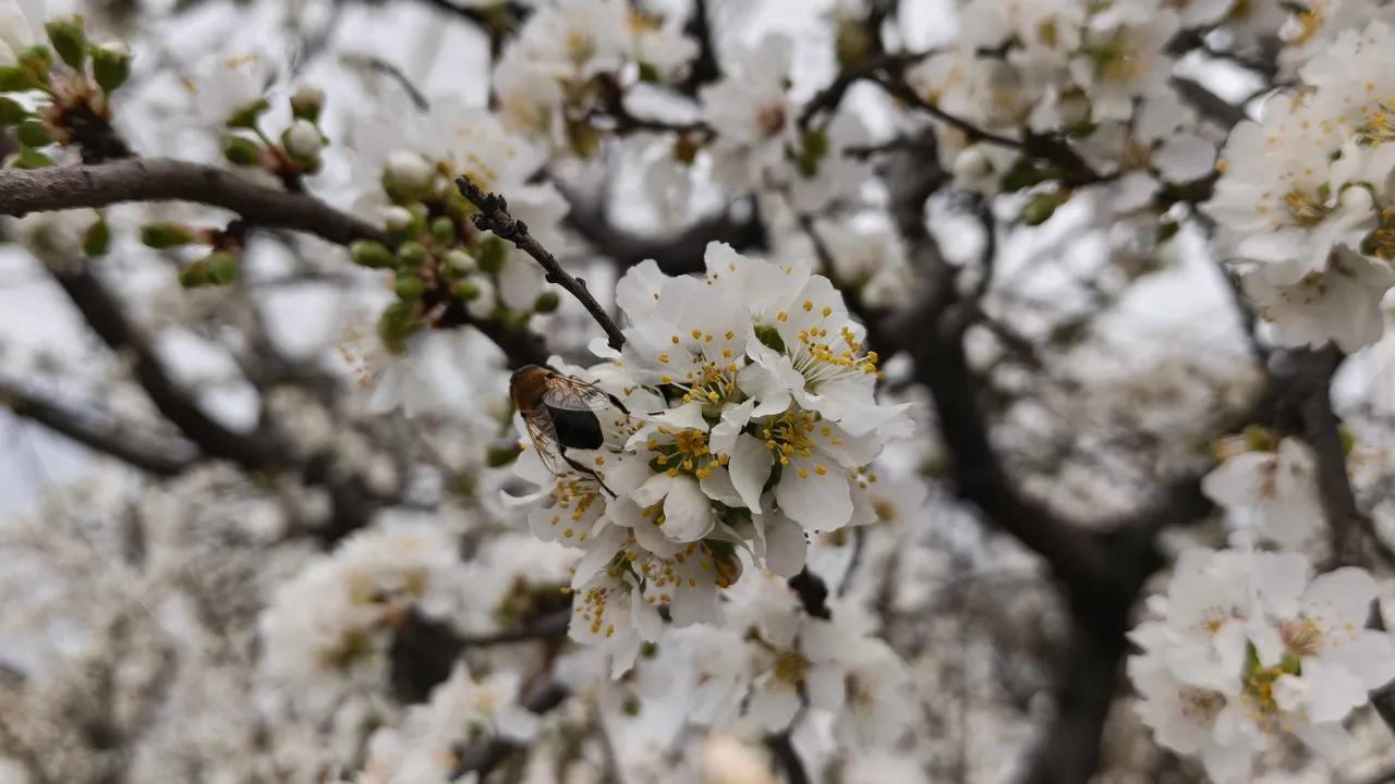 Türkiye karla kaplıyken Silifke’de erik ağaçları çiçek açtı
