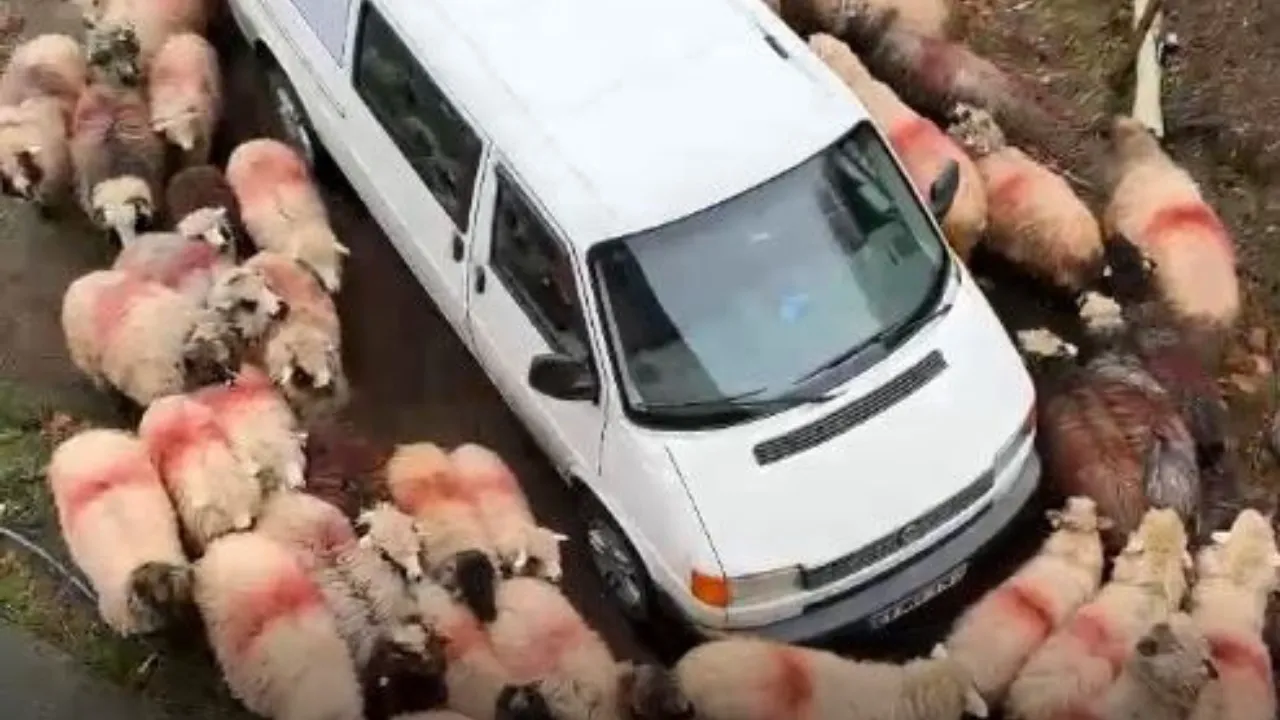 Koyunlar minibüsün etrafında dakikalarca döndü